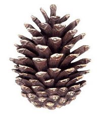 nutty-fun-pinecone1